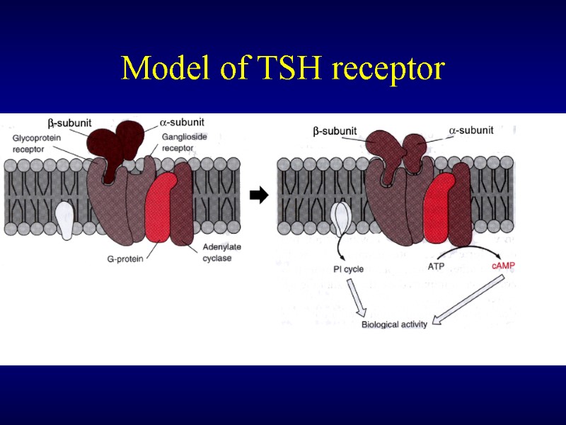 Model of TSH receptor